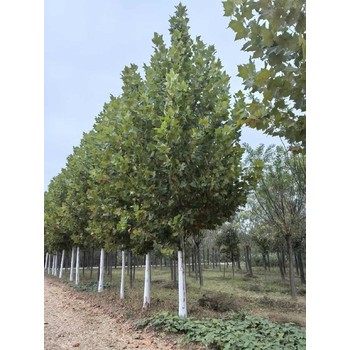 多年冠法桐小苗種植基地