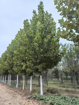 云南25公分法桐樹苗批發(fā),法桐小苗