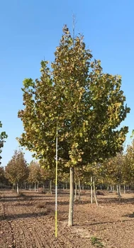 云南25公分法桐樹苗批發(fā),法桐小苗