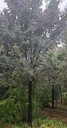 遼寧沈陽榆樹小苗白榆樹種植基地