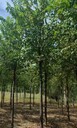 山東濟南白榆小苗白榆樹種植基地