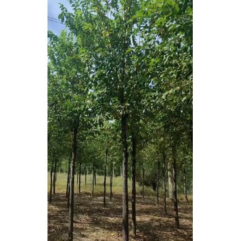湖南岳陽白榆樹苗白榆樹種植技術(shù)