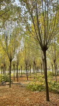 新疆喀什白蠟叢生白蠟速生白蠟樹(shù)種植基地