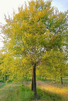 貴州六盤(pán)水5公分矮桿金葉榆種植基地,金葉榆種植基地