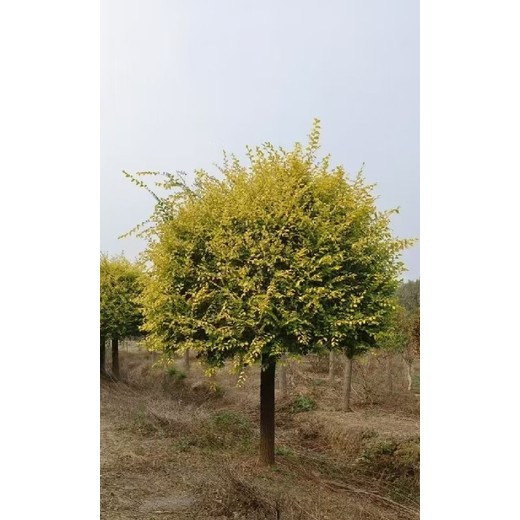 山東威海金葉榆種植基地