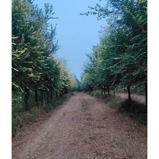 內(nèi)蒙古呼和浩特金葉榆價格