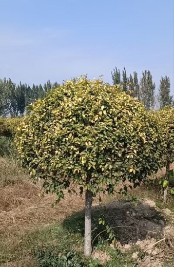 吉林吉林4公分矮杆金叶榆种植基地,金叶榆种植基地