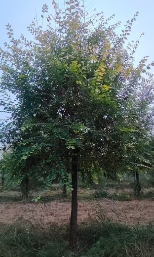山東棗莊金葉榆價(jià)格