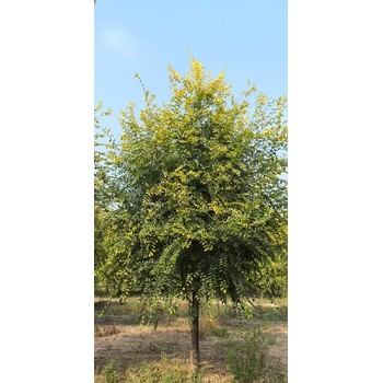河北石家莊5公分矮桿金葉榆種植基地,金葉榆種植基地