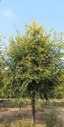 河北唐山4公分矮杆金叶榆种植基地,金叶榆种植基地