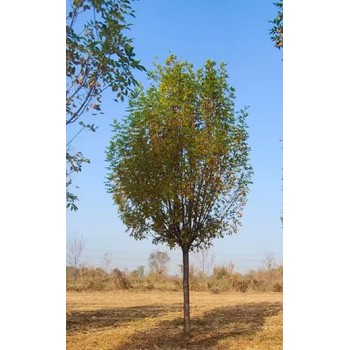 西藏山南白蠟叢生白蠟速生白蠟樹種植基地