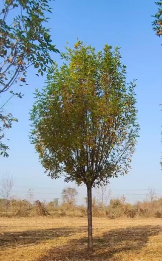 陕西西安白蜡丛生白蜡速生白蜡树种植基地