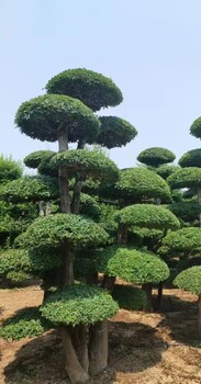 新疆烏魯木齊白蠟叢生白蠟速生白蠟樹小苗