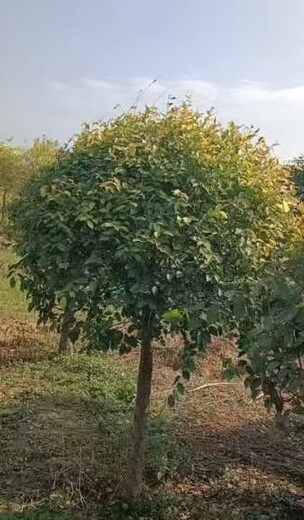 吉林長春金葉榆接穗