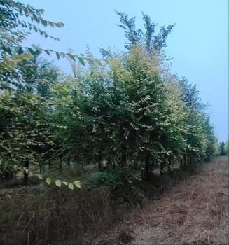 上海金山4公分矮桿金葉榆種植基地,金葉榆種植基地