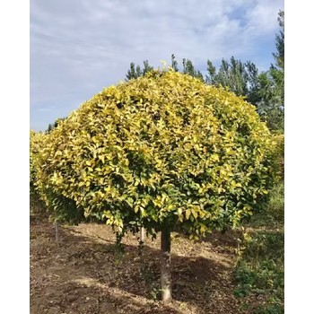 山東東營金葉榆嫁接工程隊伍