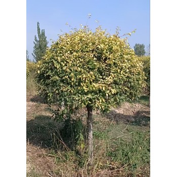 河北石家莊5公分矮桿金葉榆種植基地,金葉榆種植基地