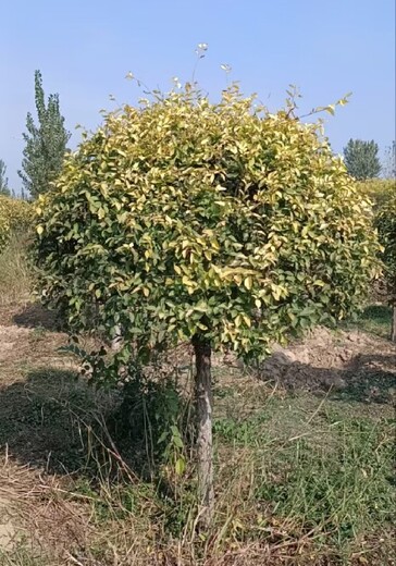 河南商丘5公分矮杆金叶榆种植基地,金叶榆种植基地