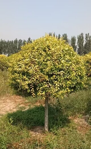 河北石家庄金叶榆价格