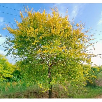 陕西西安金叶榆种植基地