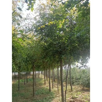 北京順義5公分矮桿金葉榆種植基地,金葉榆種植基地