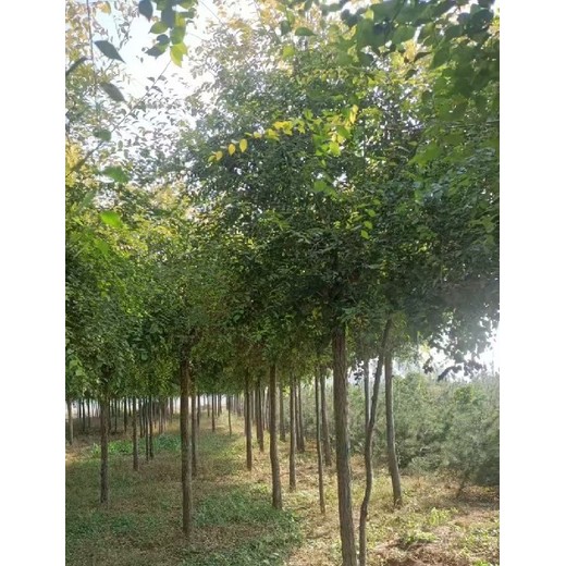山東煙臺(tái)4公分矮桿金葉榆種植基地,金葉榆種植基地