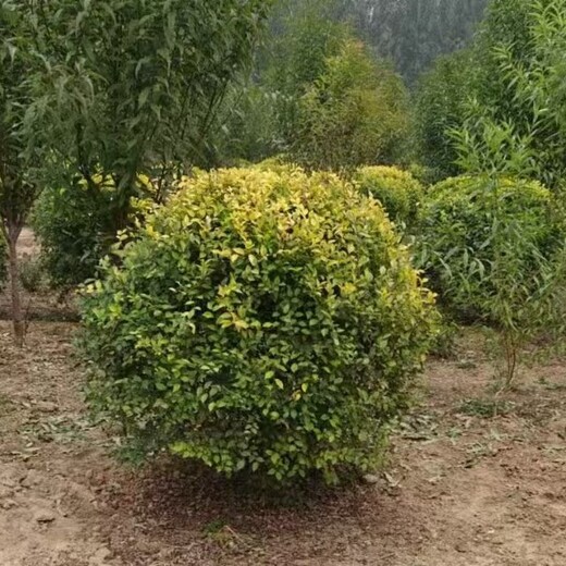 重慶渝中金葉榆接穗