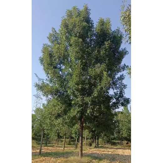 江蘇南京白蠟叢生白蠟速生白蠟樹種植基地