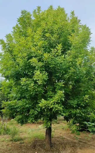 辽宁沈阳白蜡丛生白蜡速生白蜡树小苗