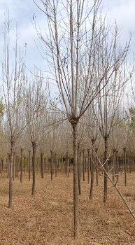 新疆喀什白蠟叢生白蠟速生白蠟樹(shù)種植基地