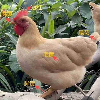 批發(fā)脆皮濃香月子雞廠家