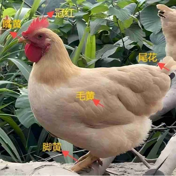 脆皮濃香月子雞工廠出售香噴噴