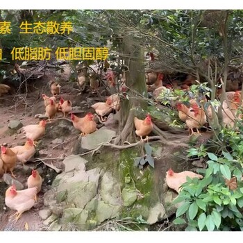 4斤脆皮醇香宴席雞喂魚(yú)肉