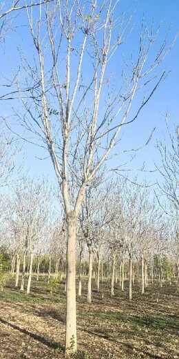 黑龍江哈爾濱紅葉椿臭椿千頭椿樹苗