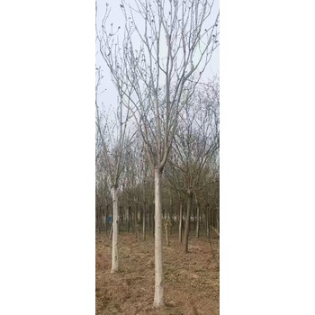 天津武清千頭椿小苗千頭椿小苗,千頭椿小苗