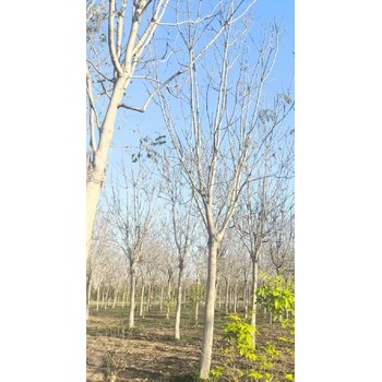 西藏山南紅葉椿臭椿千頭椿小苗