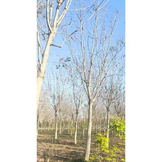 重慶渝中紅葉椿臭椿千頭椿小苗