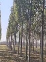 青海果洛10公分無絮毛白楊種植基地,毛白楊