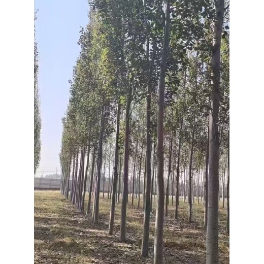 安徽馬鞍山無絮楊毛白楊種植基地,無絮楊