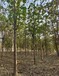 遼寧錦州泡桐梧桐樹紫花泡桐種植基地,三倍體泡桐供應(yīng)商