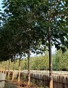 河北衡水泡桐梧桐樹紫花泡桐種植基地,紫花泡桐樹訂購電話