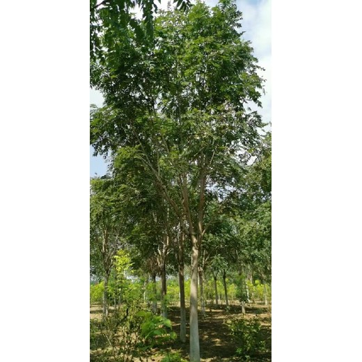 西藏昌都千頭椿小苗千頭椿種植基地,千頭椿小苗
