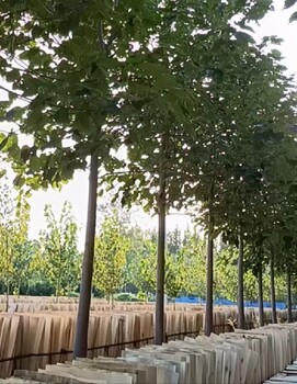 廣東韶關(guān)泡桐梧桐樹紫花泡桐種植基地,泡桐小苗