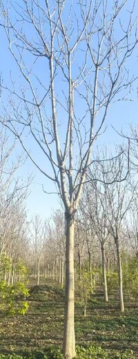 山東棗莊紅葉椿臭椿千頭椿價格