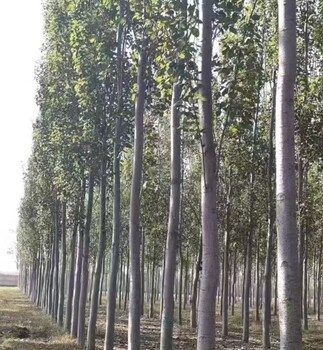 新疆喀什無絮楊窄冠毛白楊毛白楊樹苗基地,窄冠毛白楊