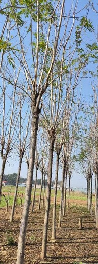 山東濰坊紅葉椿臭椿千頭椿種植基地