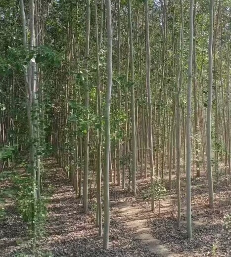 江西南昌10公分無絮毛白楊種植基地,毛白楊