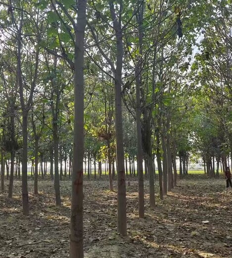 遼寧大連紫花泡桐泡桐種根,泡桐小苗