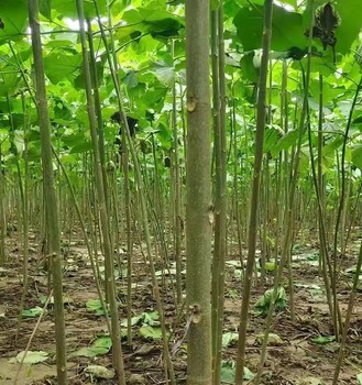 廣東韶關(guān)泡桐梧桐樹紫花泡桐種條,泡桐小苗