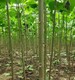 梧桐樹圖